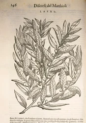 Lorbeer (Laurus), Gravur von Pier Andrea Mattioli