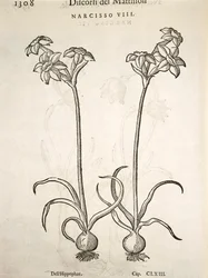 Narzisse, Gravur von Pier Andrea Mattioli