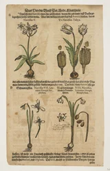 Narziss, aus Commentarii in Sex Libros Pedacii Dioscoridis
