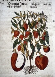 Paprika oder Siliquaftri varietas triplex - In „Herbier Mattioli“