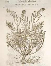 Rucola (Eruca sativa), Gravur von Pier Andrea Mattioli