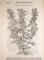 Gänsefingerkraut, Gravur von Pier Andrea Mattioli