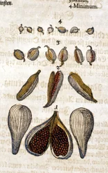 Der Kardamom. Gravur - in „Kreutterbuch Dess Hochgelehrten und weitberühmten Herrn D. Petri Andreae Matthioli“ von Pietro Andrea Mattioli (Matthiole) (1500-1577). Frankfurt