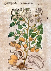 Tomate. Gravur - in „Kreutterbuch Dess Hochgelehrten und weitberühmten Herrn D. Petri Andreae Matthioli“ von Pietro Andrea Mattioli (1500-1577)