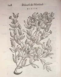 Echte Myrte (Myrtus communis), Gravur von Pier Andrea Mattioli