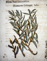 Weidenzweig - In „Herbarium mattioli“