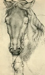Kopf eines Pferdes, ca. 1420-1455, 1943