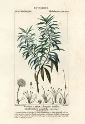 Kugeldistel, Globularia salicina