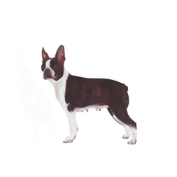 Boston Terrier