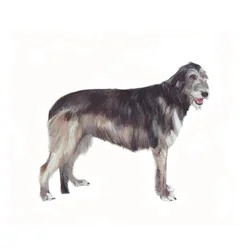Irischer Wolfshund