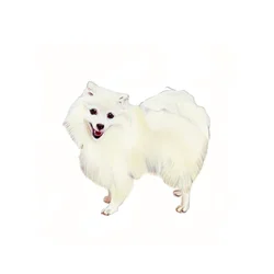 Japanischer Spitz, 2011