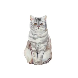 Selkirk Rex