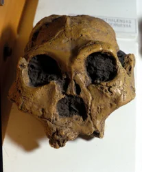Australopithecus Africanus. Sterkfontein, Südafrika. Der Schädel ist etwa 2,5 Millionen Jahre alt