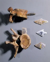 Feuerstein mit prähistorischem Knochen im Museum für Nationalantiquitäten