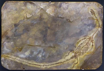 Hyphalosaurus lingyuanensis Fossil (Objekt)