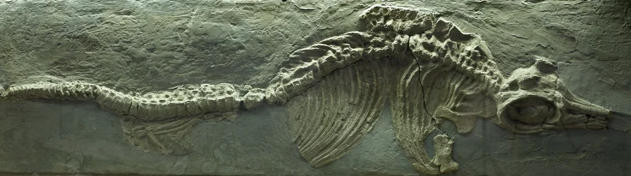 Ichthyosaurier-Fossil, Jura (Lias) Periode