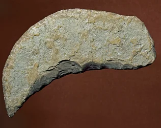 Prähistorisch: Chopper-Werkzeug aus Kjokkenmoddinger, Dänemark. Paläolithikum. Verona, Museo Civico di Storia Naturale, Italien