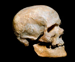 Vorgeschichte: Fossiler Schädel des Cro-Magnon-Menschen, Homo sapiens. Datierung aus dem Solutréen, Oberes Paläolithikum. Museo Civico di Storia Naturale, Mailand