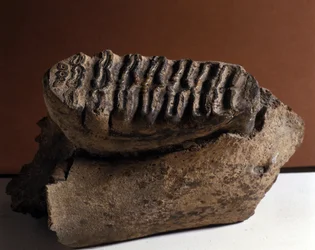 Prähistorie: Elefanten-Zahn, riesiger Elefant. Zeitalter des Känozoikums, Pliozän-Periode. gefunden in Manndorf, Österreich