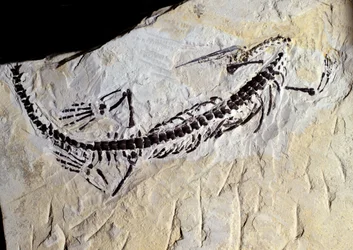 Prähistorie: Mesosaurus-Fossil, Paläozoikum, Perm-Periode. Gefunden in Minas Gerais, Brasilien.