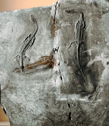 Prähistorie: Dinosaurierfossil Pachycephalosaurus. Kreidezeit. Museo civico di storia naturale, Mailand