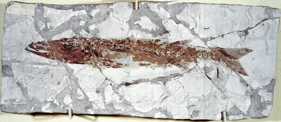 Prähistorie: Fischfossil Sphyraena Bolcensis aus dem Fundort Monte Bolca