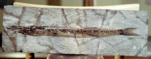 Urgeschichte: Fischfossil Sphyraena Bolcensis vom Fundort Monte Bolca (Italien). Eozän. Museo civico di storia naturale, Mailand