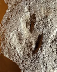 Prähistorie: fossiler Fingerabdruck eines Dinosauriers. Mesozoikum, Jura-Periode. gefunden im ehemaligen Jugoslawien