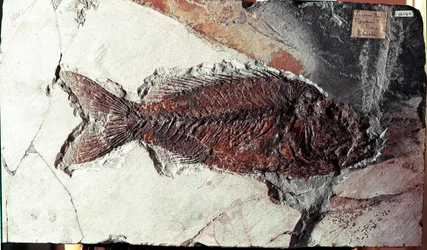 Vorgeschichte: Fossil des Fisches Sparnodus Elongatus aus dem Fundort Monte Bolca (Italien). Eozän. Museo civico di storia naturale, Mailand