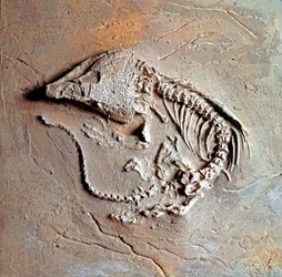 Vorgeschichte: Fossil des Reptils Labodosaurus hamatus aus Texas, USA. Karbonzeit, Paläozoikum. Museo Civico di Storia Naturale, Mailand