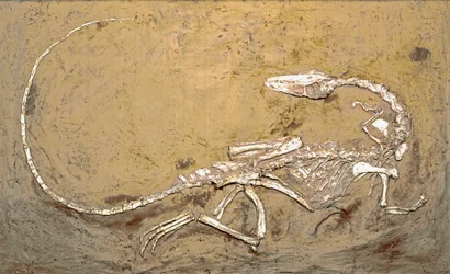 Fossil des Dinosauriers Coelophysis. Periode des oberen Trias. Museo civico di storia naturale, Mailand