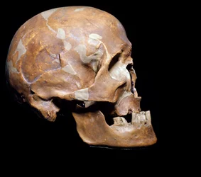 Prähistorie: Fossiler Schädel von Homo sapiens (Cro-Magnon-Mensch) aus Chancelade (Dordogne)