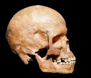 Vorgeschichte: Fossiler Schädel von Homo sapiens aus Grimaldi. Kultur des Aurignacien, Oberes Paläolithikum. Museo Civico di Storia Naturale, Mailand