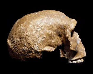 Prähistorie: Fossiler Schädel von Homo sapiens pre Neandertaler, gefunden in Steinheim an der Murr (Deutschland) im Jahr 1933. Unteres Paläolithikum
