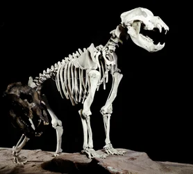 Prähistorie: Skelett des Höhlenbären (Ursus spelaeus) aus den Höhlen del Bandito a Roaschia in Italien. Periode des Pleistozäns. Museo civico di storia naturale, Mailand