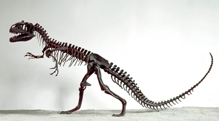 Urgeschichte: Skelett des Dinosauriers Allosaurus fragilis. Oberjura. Museo civico di storia naturale, Mailand