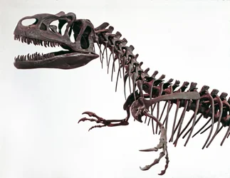 Vorgeschichte: Skelett des Dinosauriers Allosaurus fragilis. Oberjura. Museo civico di storia naturale, Mailand