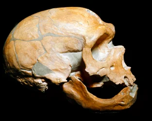 Prähistorie: Schädel des Neandertalers (Homo sapiens), Paläolithikum. Gefunden in Correze im Jahr 1908
