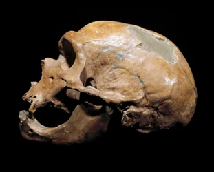 Prähistorie: Schädel des Menschen von der Kapelle zu den Heiligen, Neandertaler, Paläolithikum