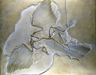 Urvögel wurden Archaeopteryx genannt. Vollständige Fossilien wurden in Bayern in den oberen Jura-Schiefern gefunden