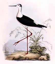 Schwarzflügel-Stelzenläufer, aus 