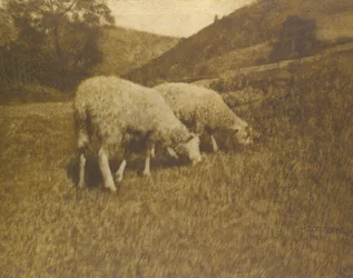 Schafe, 1901
