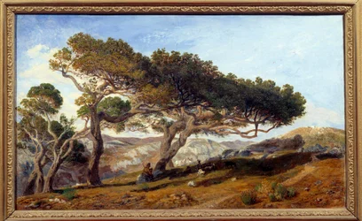 Kiefern in der Landschaft von Aix-en-Provence