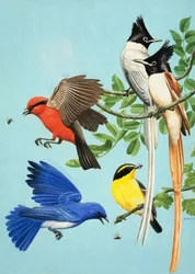 Bunt gefärbte Vögel