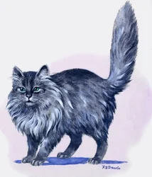 Perserkatze, aus 