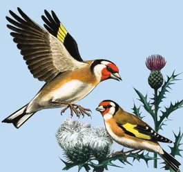 Die Landschaft im September, Illustration aus 