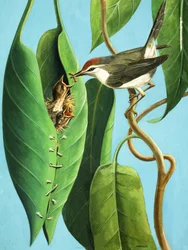 Der Schneider Vogel