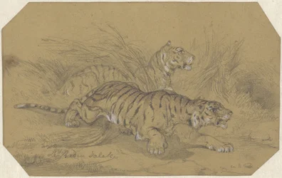 Zwei Tiger schleichen durch das Gras