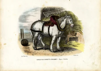 Englisches Bauernpferd, 1863-79