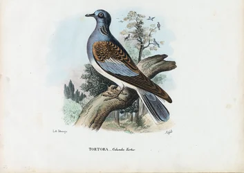 Europäische Turteltaube, 1863-79